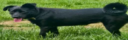 Mixed Breed dogs for adoption: Bonya – Female Border Collie type - Advert 6