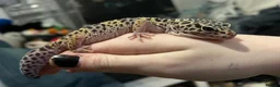 Leopard Gecko reptiles for sale: Female Leopard Gecko + ENCLOSURE - Advert 3