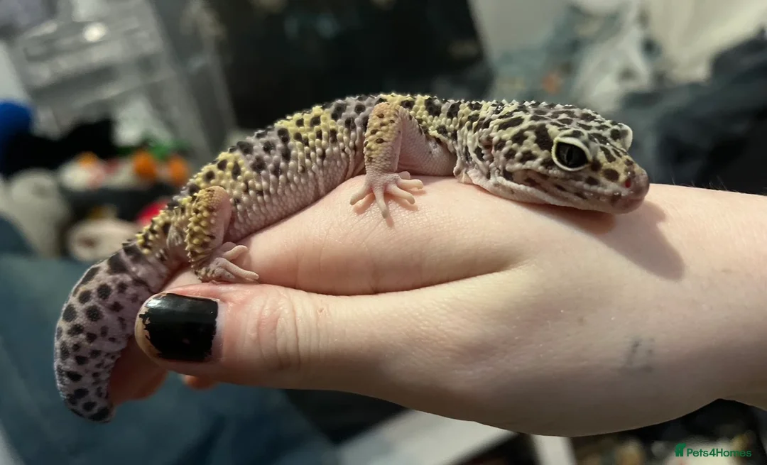 Leopard Gecko reptiles for sale: Female Leopard Gecko + ENCLOSURE - Advert 3