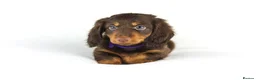 Miniature Dachshund dogs for sale: 4 male Dachshunds - Advert 31