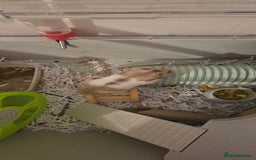 Hamster rodents for sale: Female baby Hamster  - Advert 2