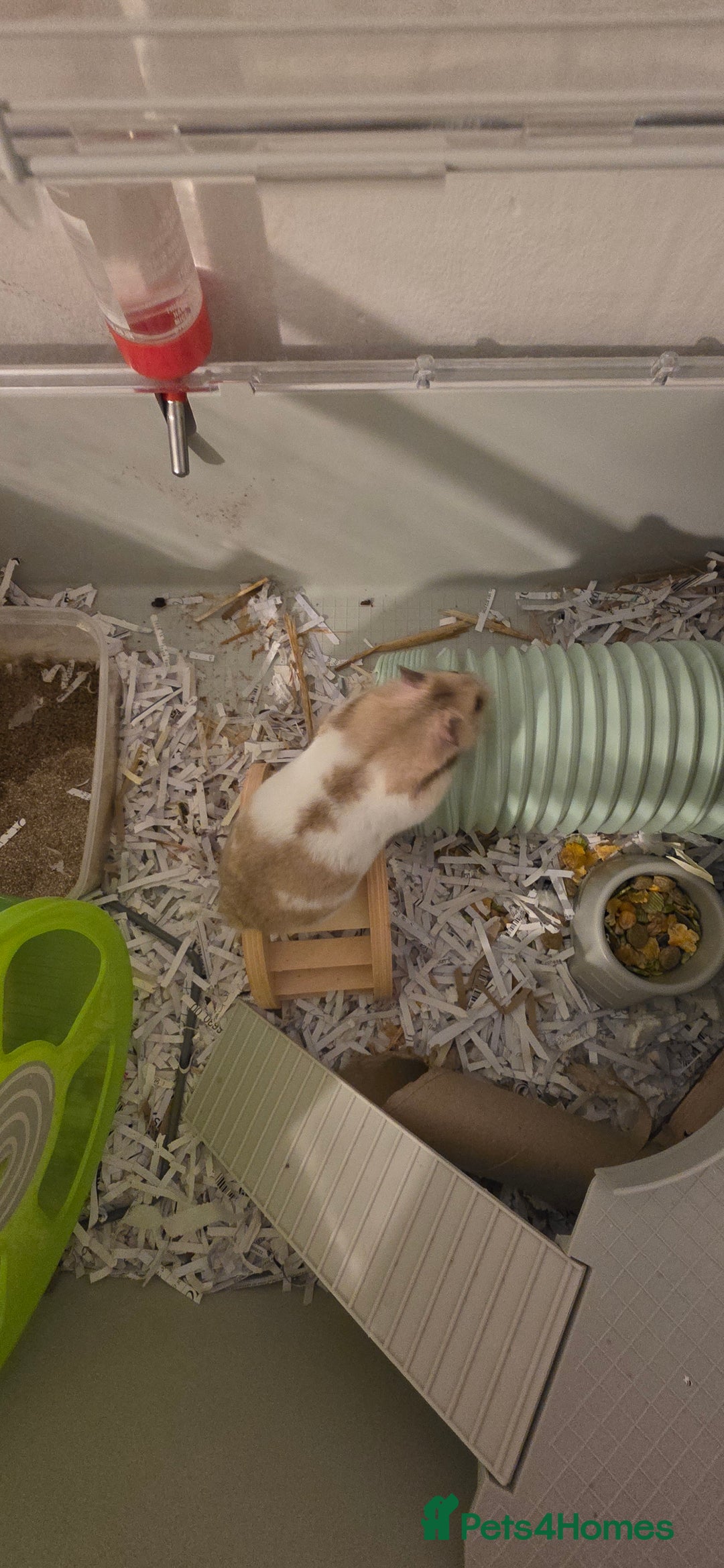 Hamster rodents for sale: Female baby Hamster  - Advert 2