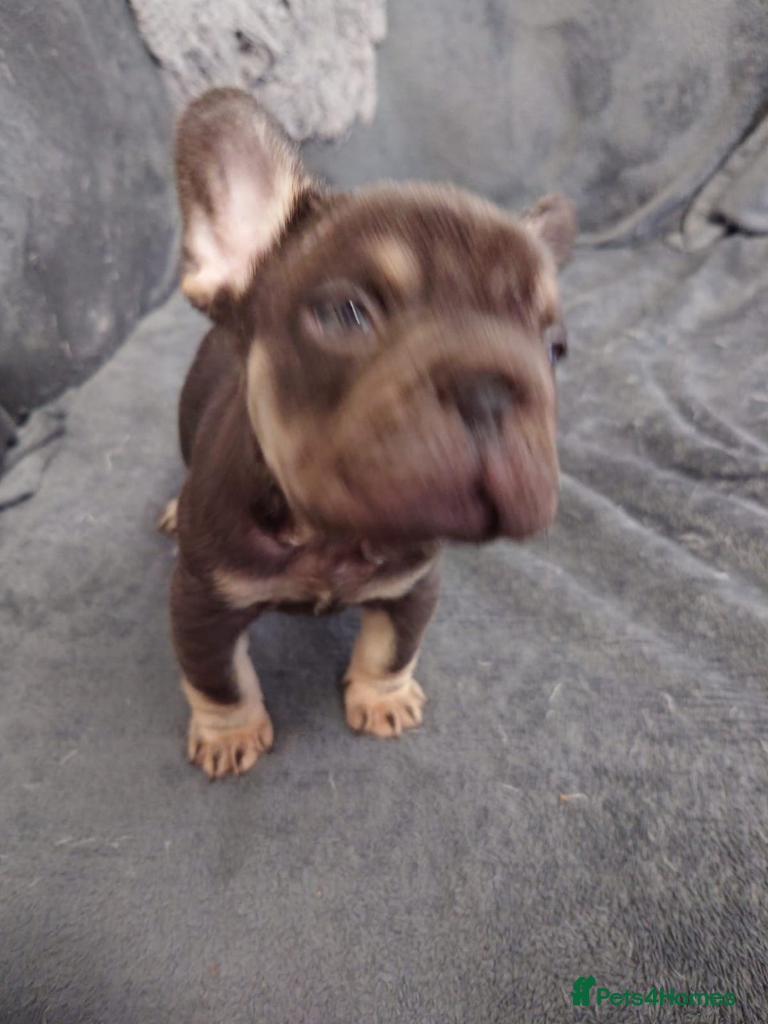 French Bulldog dogs for sale: 4 Beautiful french bulldog puppies  - Image 14