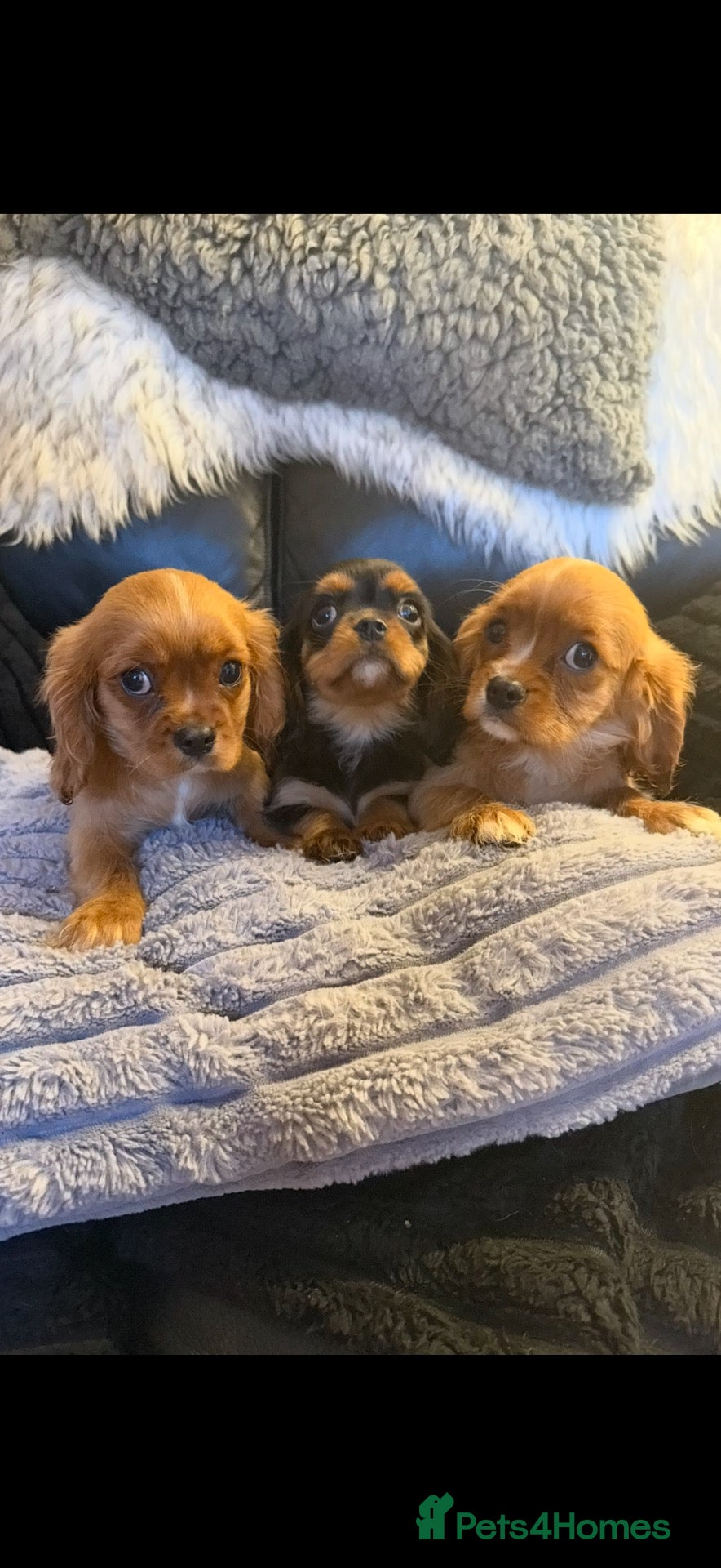 Cavalier King Charles Spaniel dogs 💙Ready now Kc dna clear cavalier boys  💙 - Advert 6