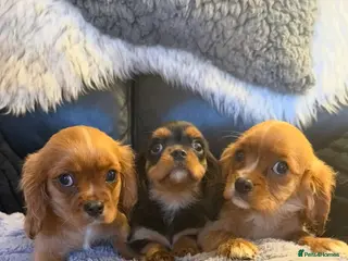 Cavalier King Charles Spaniel dogs 💙Ready now Kc dna clear cavalier boys 💙 - Advert 6