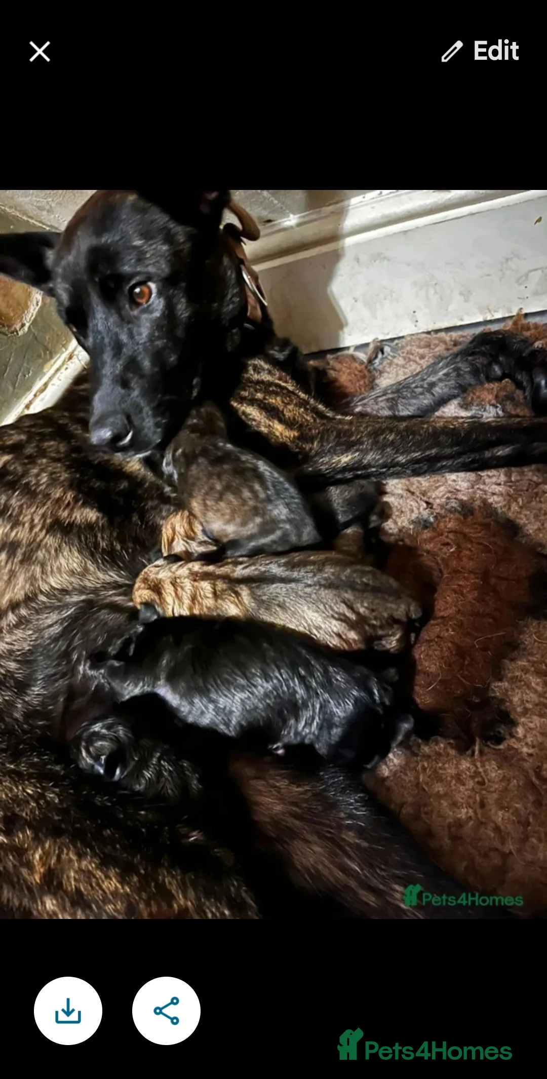 Mixed Breed dogs for sale: Dutch Herder Puppy  - Advert 3
