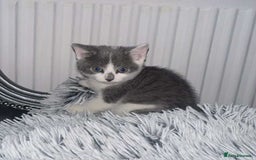 British Shorthair cats for sale: Kittens for sale bradford - Image 18