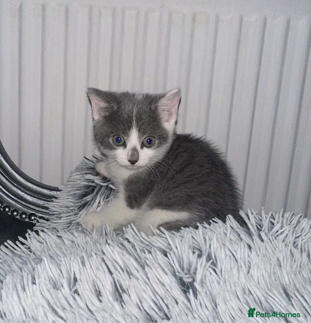 British Shorthair cats for sale: Kittens for sale bradford - Image 18