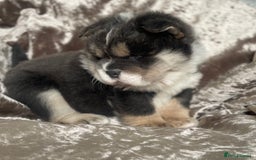 Chow Chow dogs for sale: 2 beautiful babies  - Image 12