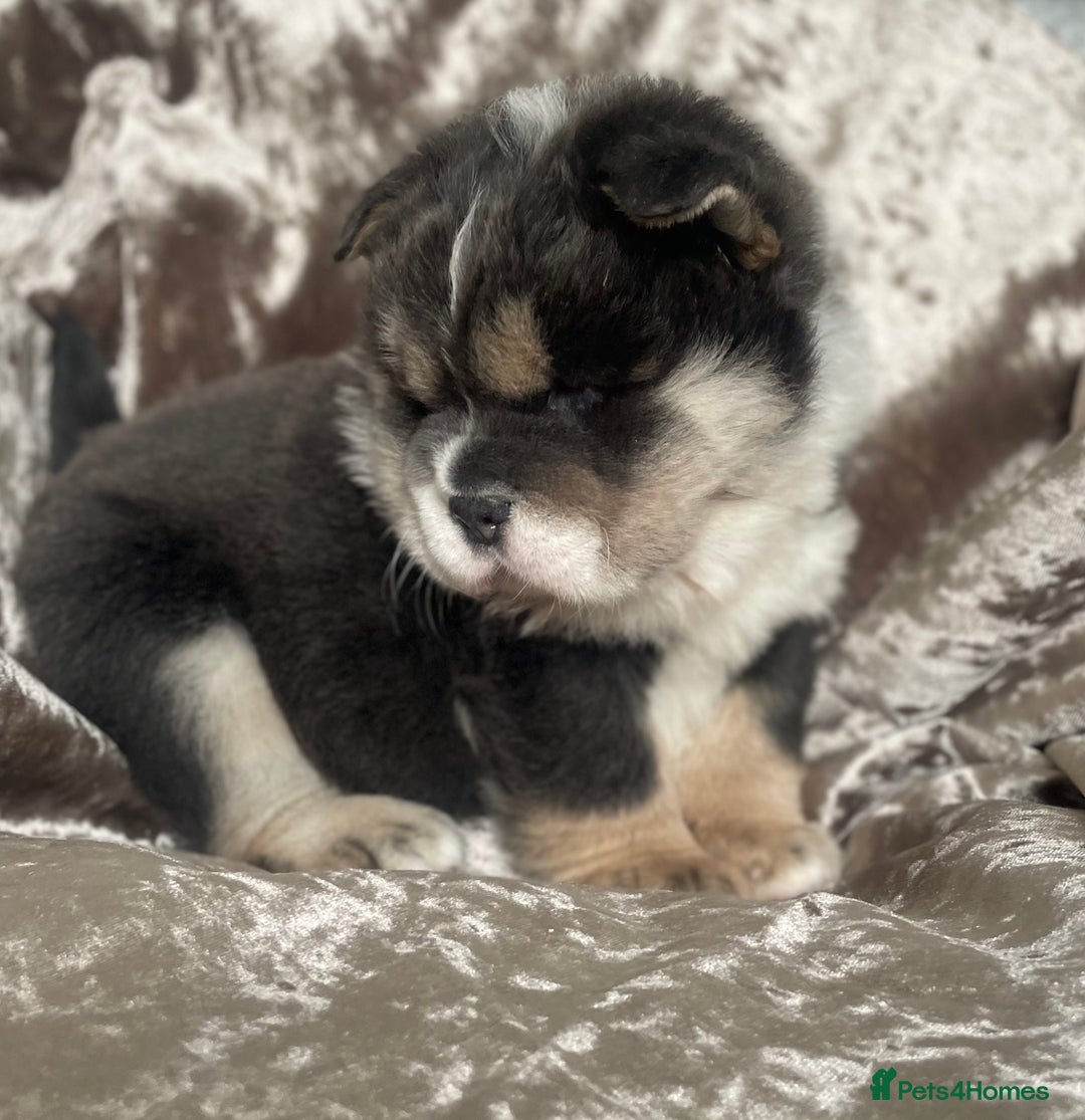 Chow Chow dogs for sale: 2 beautiful babies  - Image 12