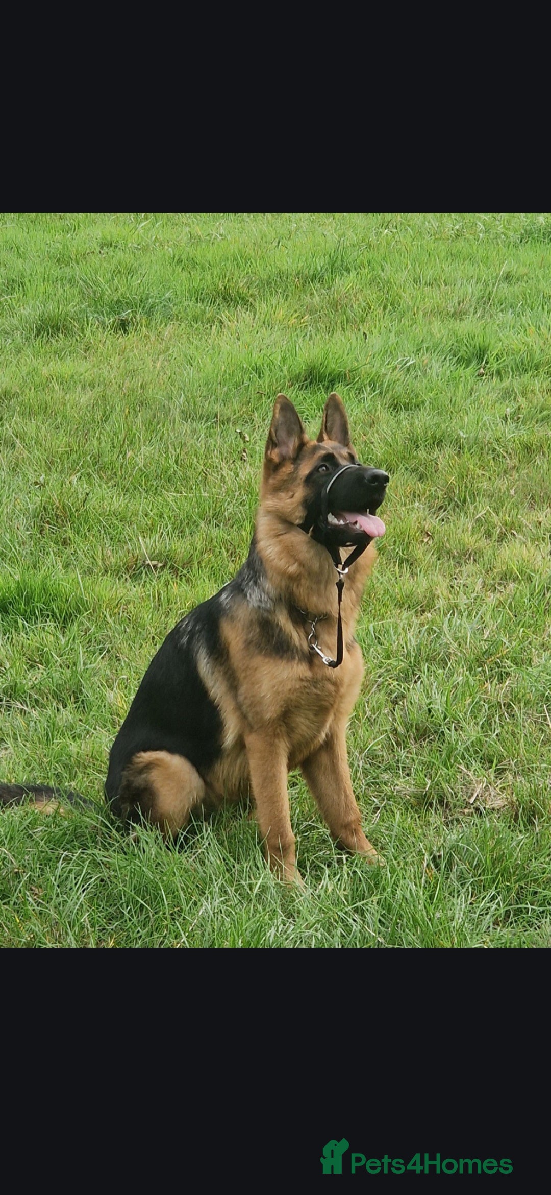 German Shepherd dogs for sale: German shepherd bicth - Advert 2