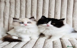 Ragdoll cats for sale: Two adorable Ragdoll X Persian kittens for sale - Image 5