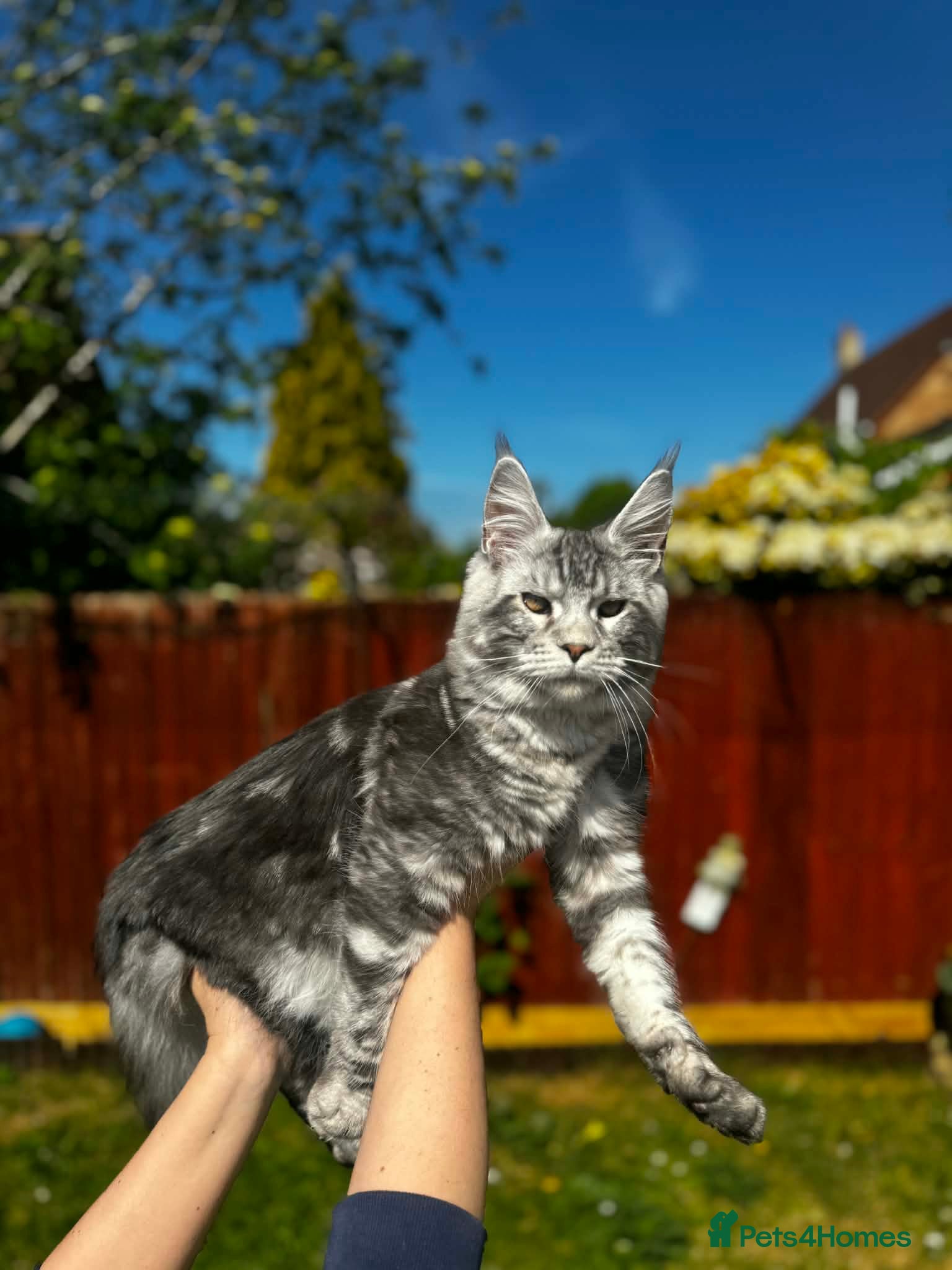 Maine Coon cats for sale: 6 STUNNING PEDIGREE TICA REG MAINE COON KITTENS - Advert 7