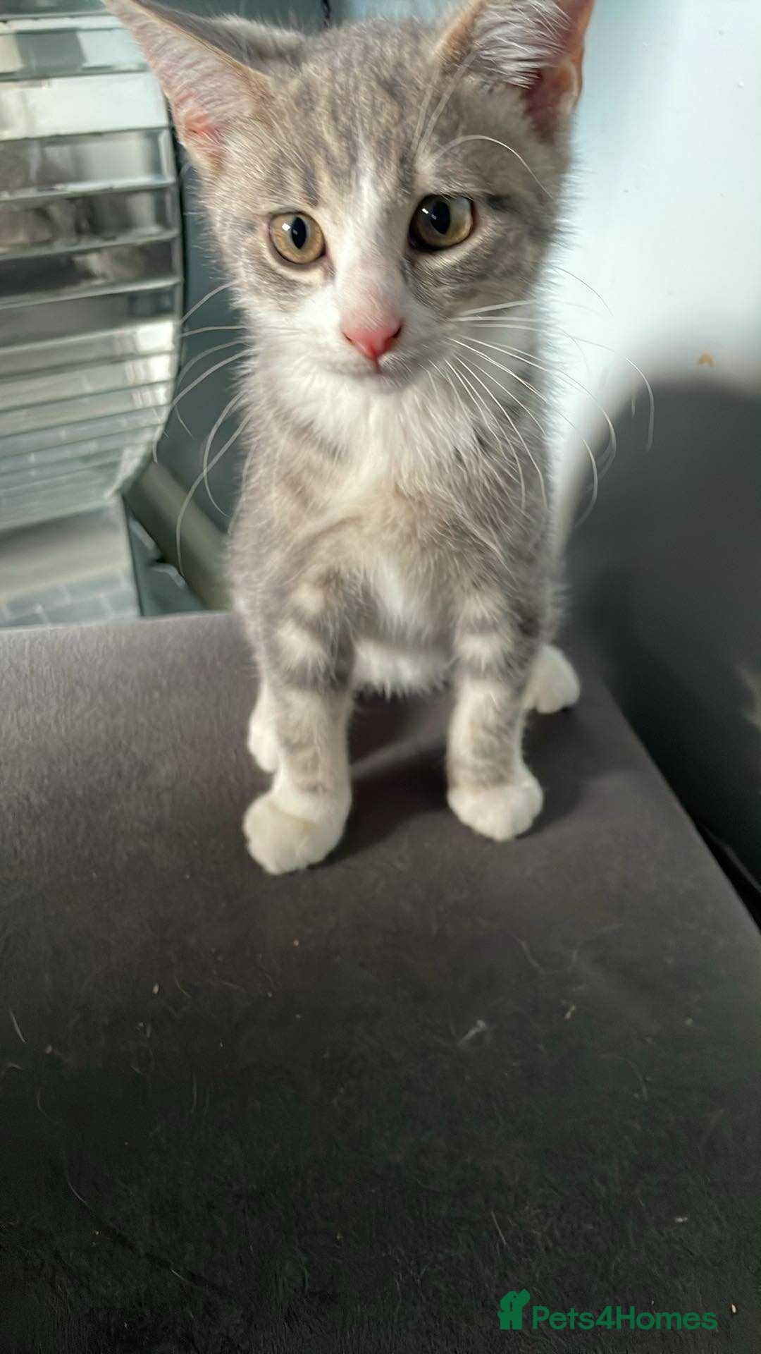 British Shorthair cats for sale: Grey and white male cat  - Image 1