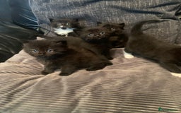 Mixed Breed cats for sale: Beautiful bundle of kittens ready for new homes  - Image 1
