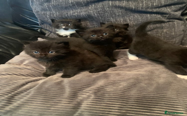 Mixed Breed cats - Advert 15