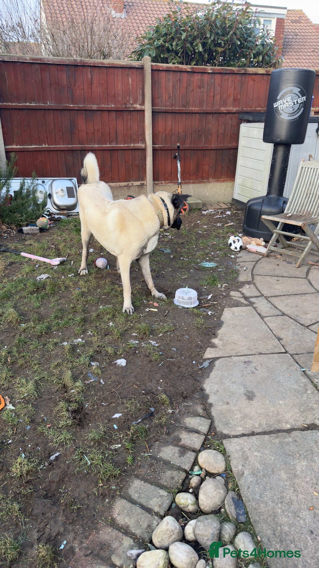 Turkish Kangal dogs for sale: Turkish kangal - Advert 3