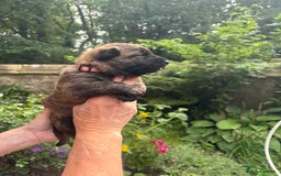 Belgian Shepherd Dog dogs for sale: Dutch shepherd puppies  - Image 18