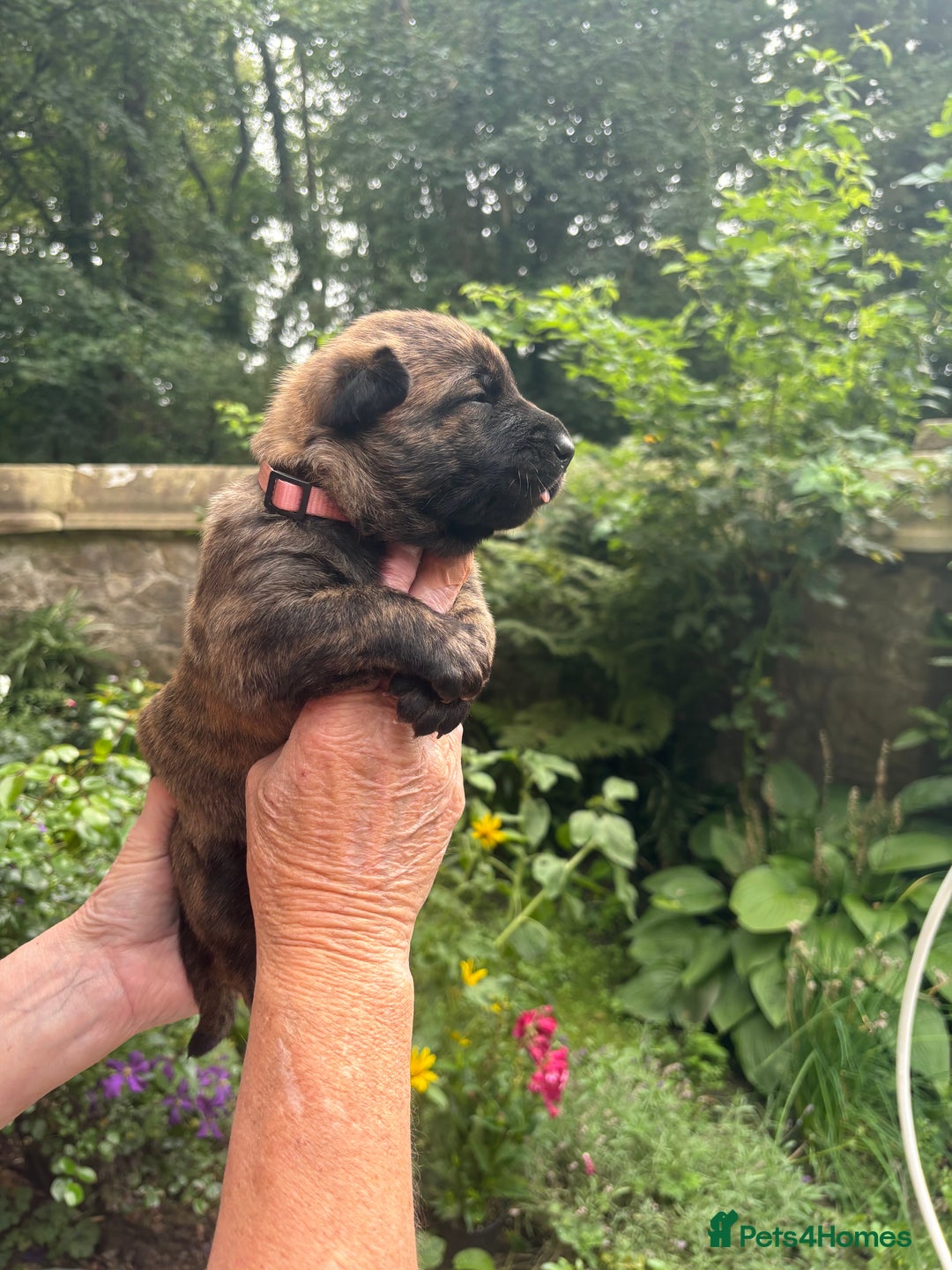 Belgian Shepherd Dog dogs for sale: Dutch shepherd puppies  - Image 18