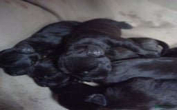 Patterdale Terrier dogs for sale: Patterdale puppies, good strong pups, home bred. - Image 5