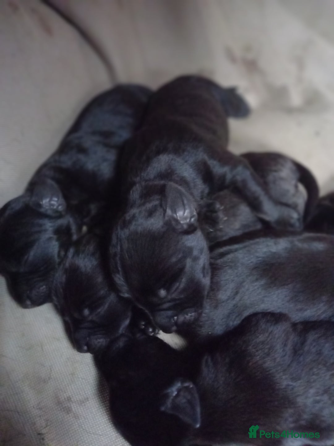 Patterdale Terrier dogs for sale: Patterdale puppies, good strong pups, home bred. - Image 5