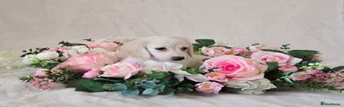 Miniature Dachshund 4