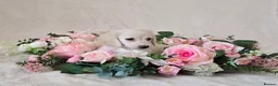Miniature Dachshund dogs for sale: Rare Cream Longcoat Miniature Dachshund Puppies - Advert 26