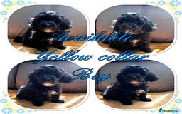 Maltipoo dogs for sale: Beautiful Maltipoo💙 boys and girls❤️ pra clear in Newark - Image 12