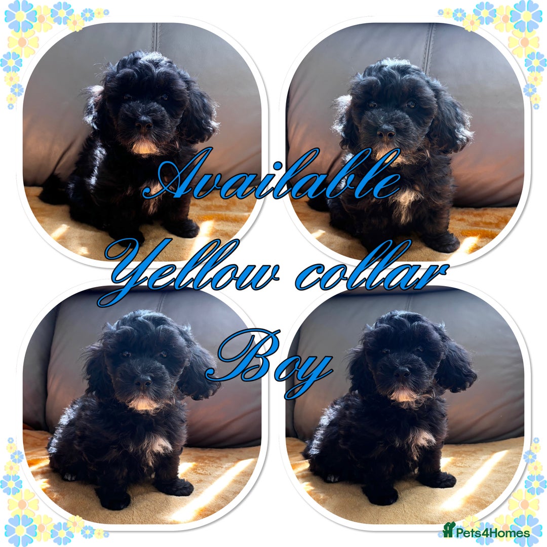 Maltipoo dogs for sale: Beautiful Maltipoo💙 boys and girls❤️ pra clear in Newark - Image 12