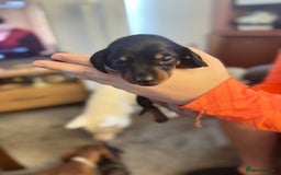 Miniature Dachshund dogs for sale: Miniature dachshund puppies for sale - Image 8