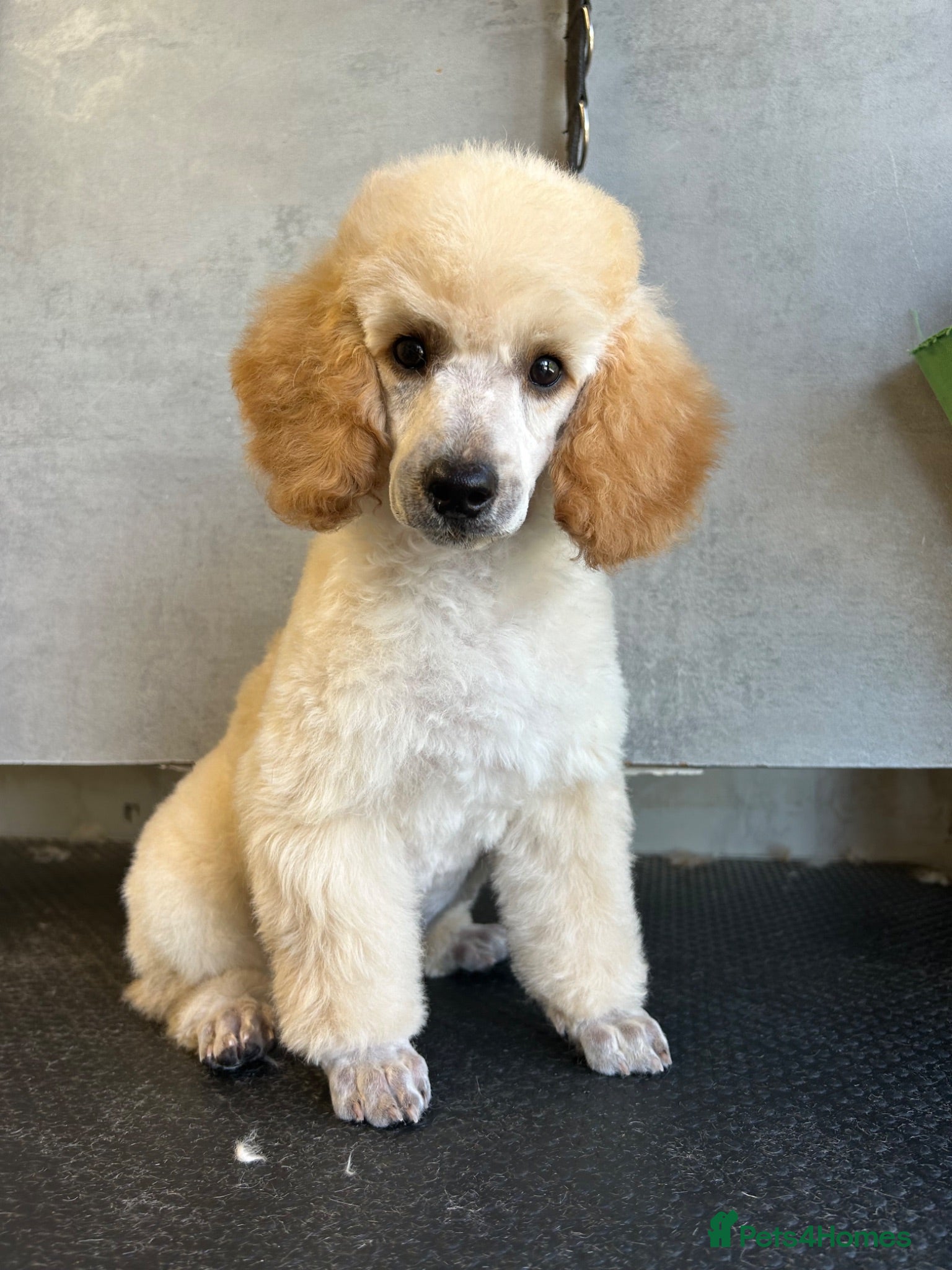 Miniature Poodle dogs KC registered miniature poodles  - Advert 1