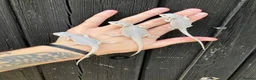 Bearded Dragon reptiles for sale: Various Bearded Dragon Morph Babies - Advert 11