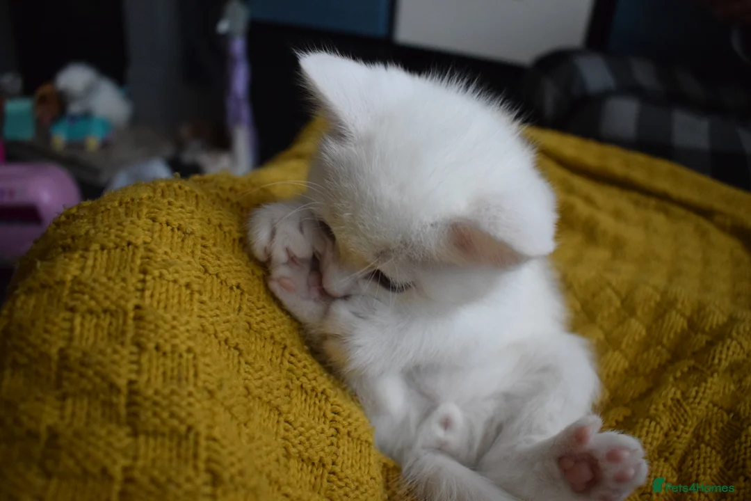 Mixed Breed cats for sale: Rare Odd Eye Mixed Breed Kitten for sale - Advert 20