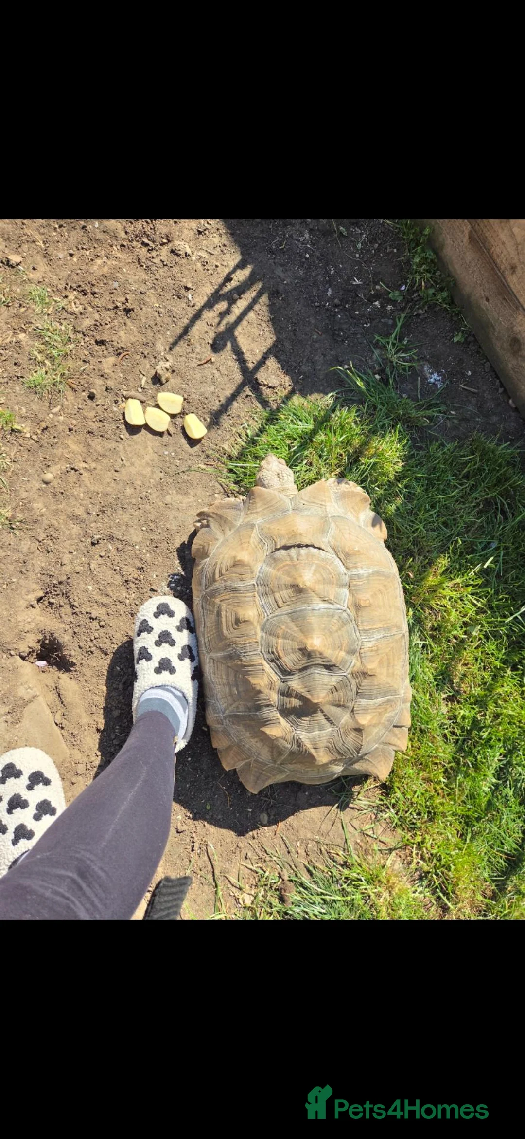 Tortoise reptiles for sale: Female sulcata tortoise in Hockley - Advert 2