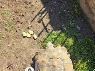 Tortoise reptiles Female sulcata tortoise - Advert 2