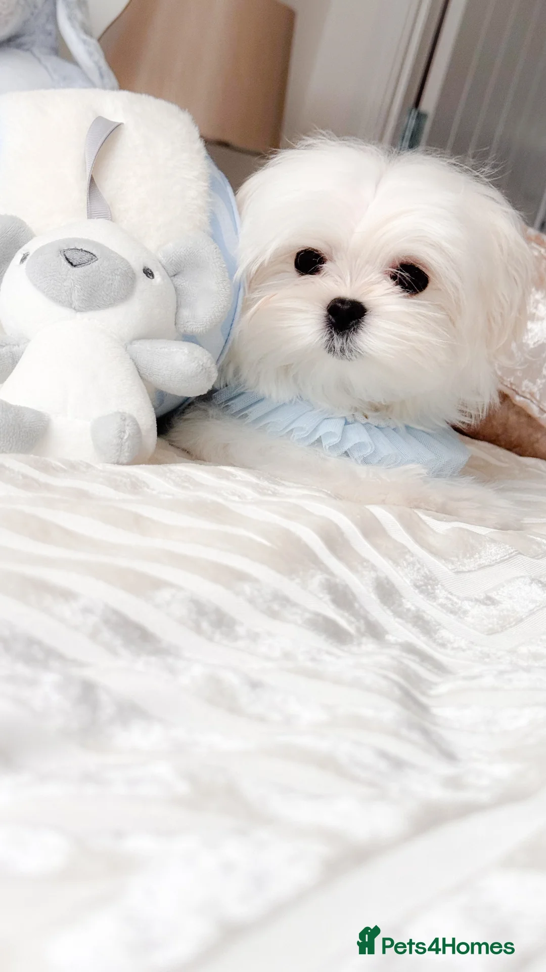 Maltese dogs for sale: 💎Last Boy Full Korean Maltese  Available💎 - Advert 5