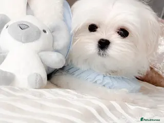 Maltese dogs 💎Last Boy Full Korean Maltese Available💎 - Advert 1