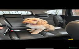 Cockapoo dogs for sale: ✨ Adorable F1B Cockapoo Puppies–Ready 13th Nov ✨ - Image 2