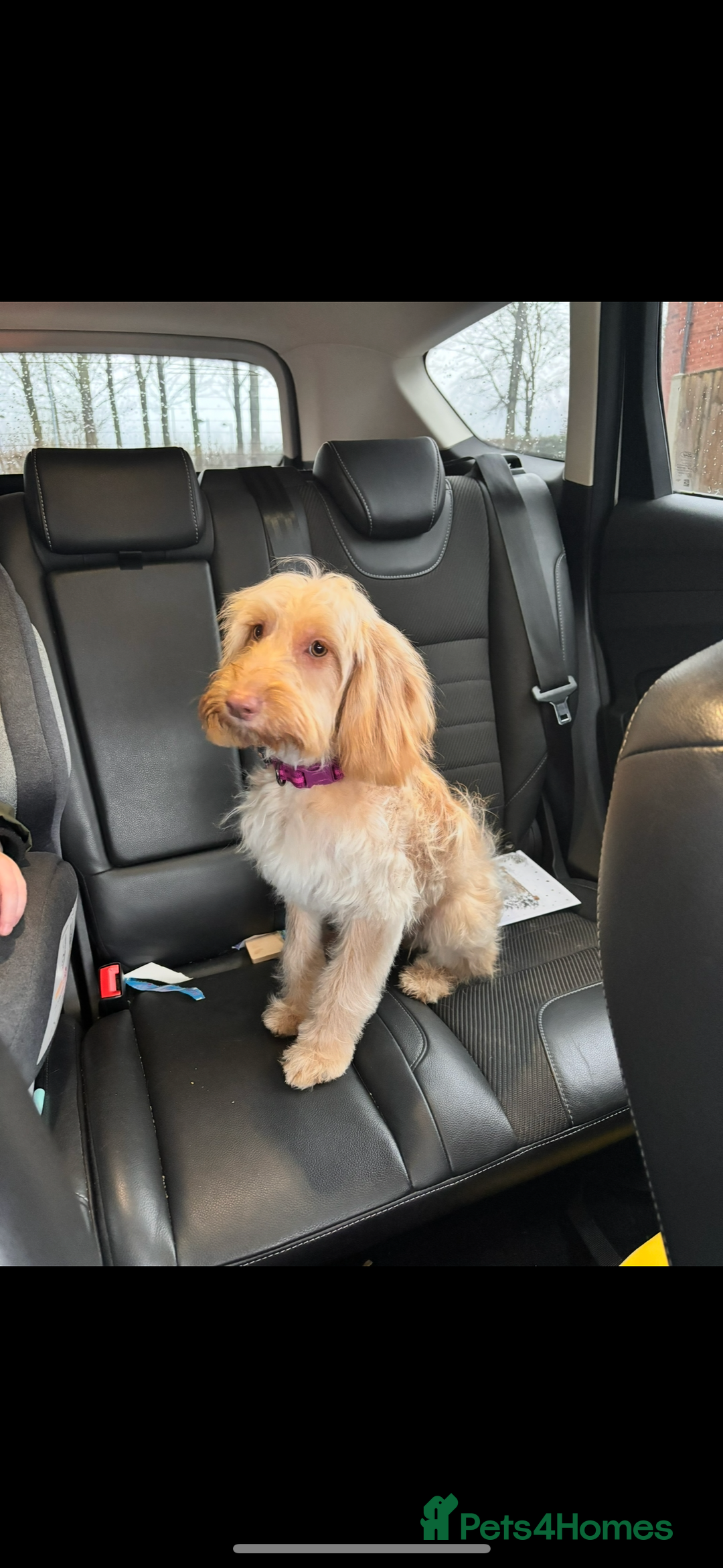Cockapoo dogs for sale: ✨ Adorable F1B Cockapoo Puppies–Ready 13th Nov ✨ - Image 2