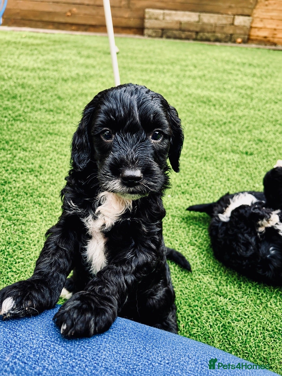 Sproodle dogs Stunning F1 Sproodles  - Advert 7