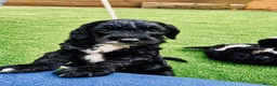 Sproodle dogs for sale: Stunning F1 Sproodles  - Advert 20