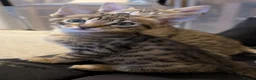 Savannah cats for sale: Stunning, affectionate, TICA f5sbt Savannahs - Advert 8