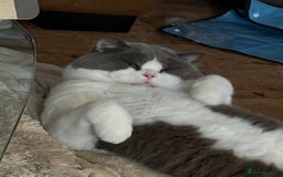 British Shorthair cats for sale: British short hair blue bi-colour boy - Advert 4