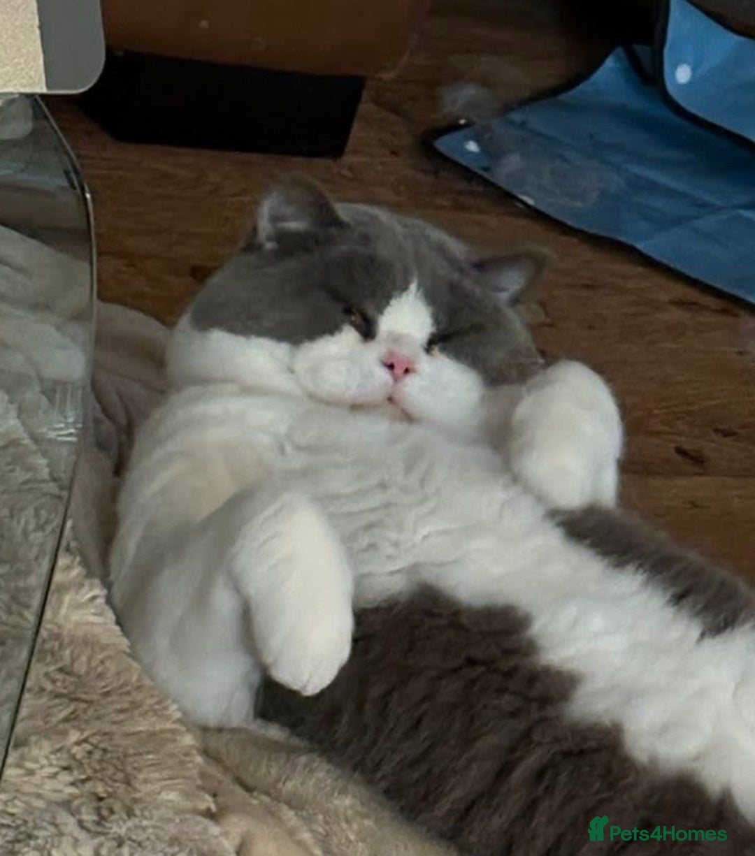 British Shorthair cats for sale: British short hair blue bi-colour boy - Advert 4