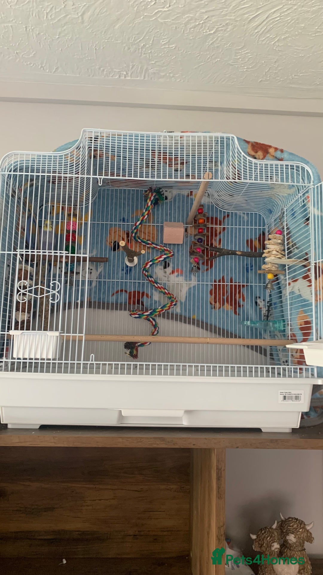 Budgerigars birds for sale: Budgie male and cage  - Image 2
