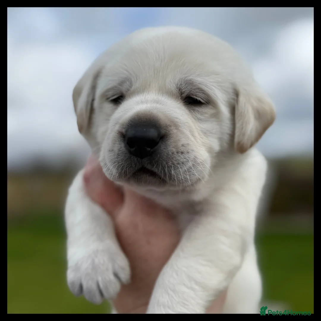 Labrador Retriever dogs for sale: 10 chunky Yellow/white labs 280 plus clear DNA - Advert 2