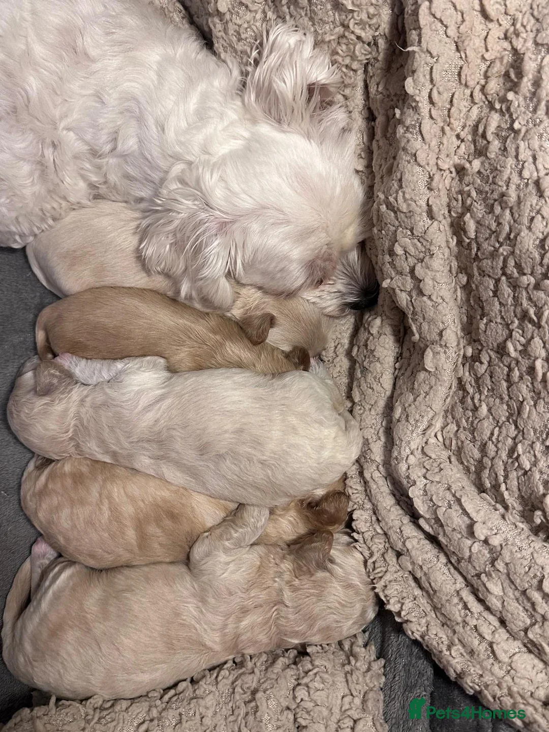 Maltipoo dogs for sale: Adorable maltipoos puppies  - Advert 3