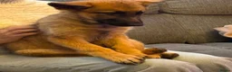 German Shepherd dogs for sale: 12 week old German shepherd puppies in Crook - Advert 5