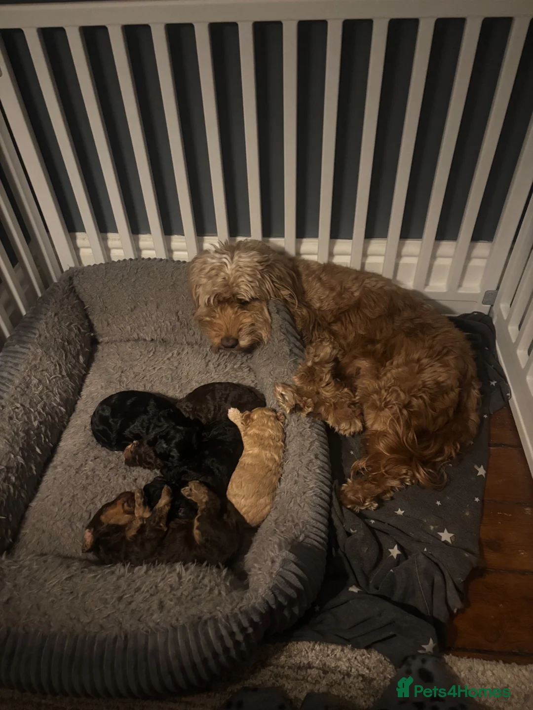 Cockapoo dogs for sale: 🐾 F1 Cockapoo Puppies Available 🐾 in Leeds - Advert 8