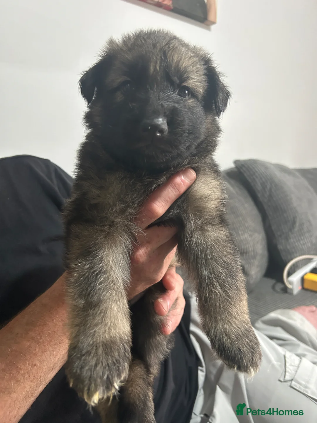 German Shepherd dogs for sale: 4 Male German shepherd puppies - Advert 2